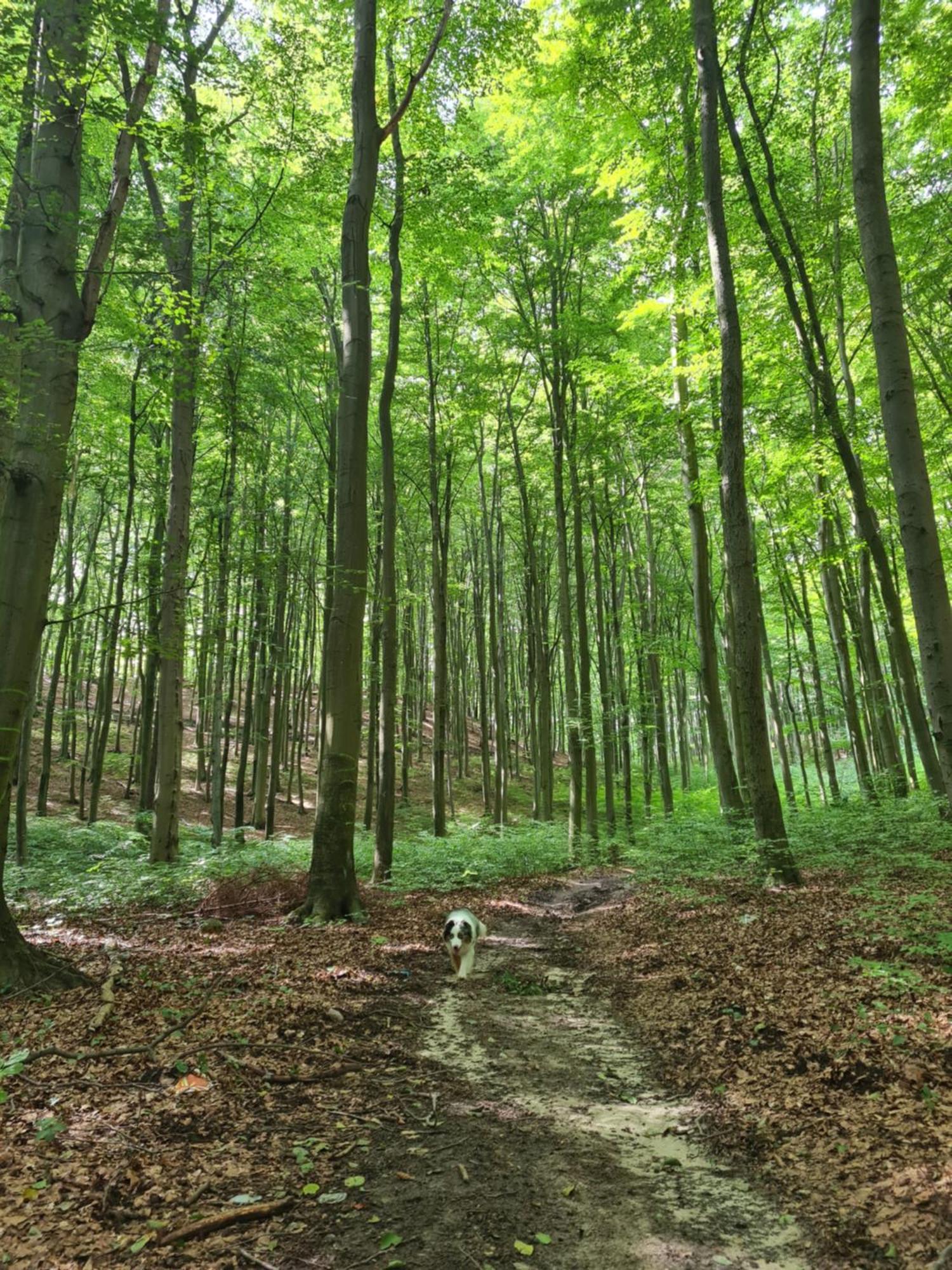 Wigwam Dom Z Basenem Na Kaszubach Villa Sulęczyno Eksteriør bilde